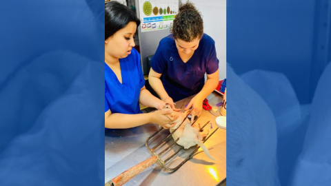 Conoce a Pincky, perrito que por defender su casa fue atacado con trinche