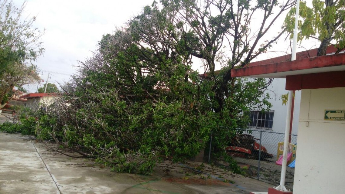 Cae árbol en patio de jardín de niños