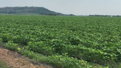 Pérdidas millonarias en el sector agrícola por falta de lluvias