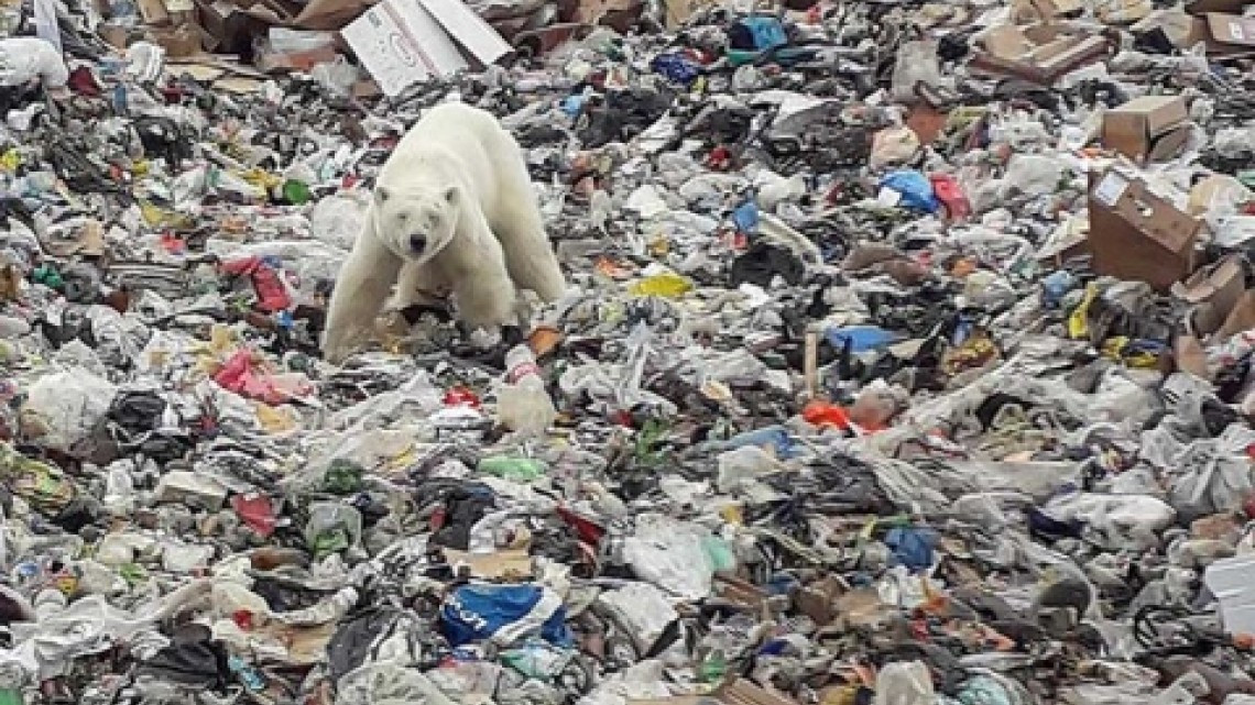 Hallan oso polar hambriento en una ciudad de Rusia