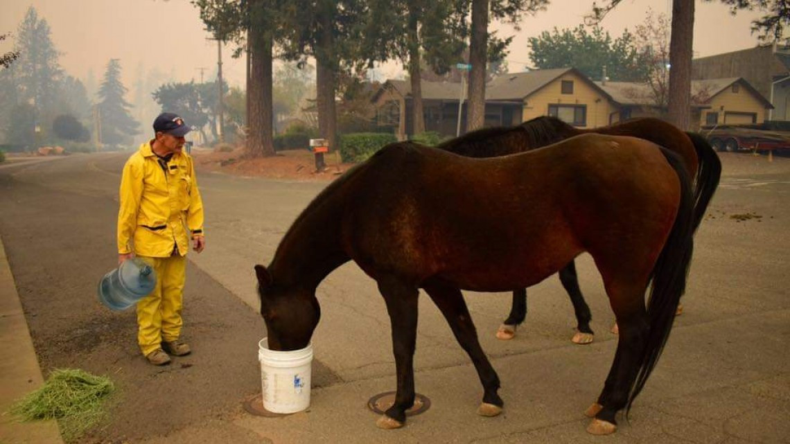 Las otras víctimas de los incendios en California