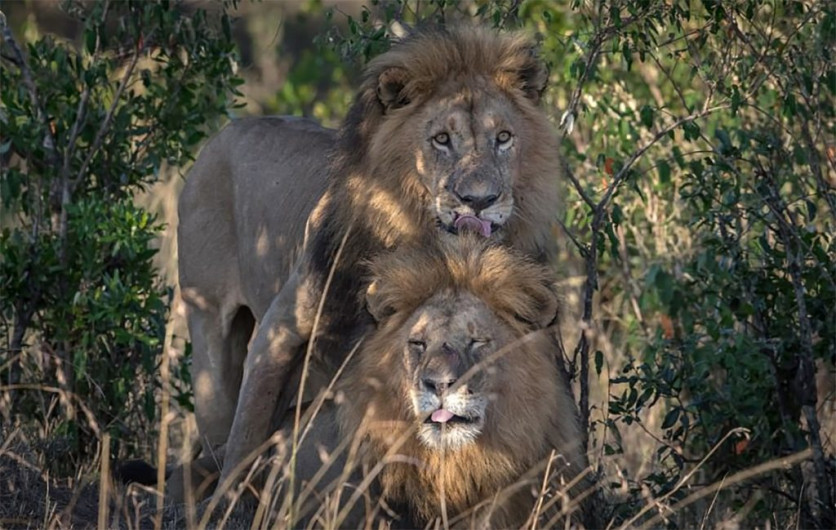 Leones gays generan controversia en Kenia