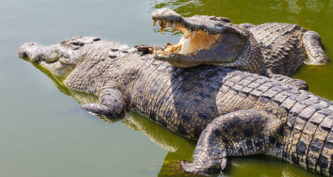 Pescador es atacado por cocodrilo en una laguna 