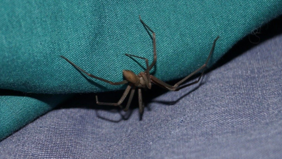 Advierte PC sobre picaduras de insectos de insectos o arácnidos en temporada de calor 