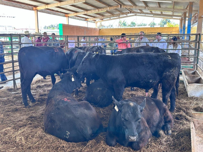 Mejora el precio de la carne para consumo nacional