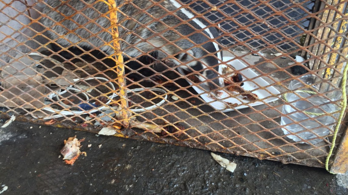 Protección civil captura a peligroso tejón 