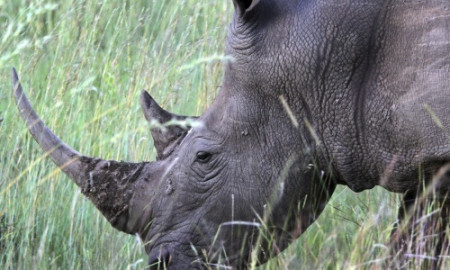 Traficantes de cuernos de rinoceronte enfrentan a justicia inglesa