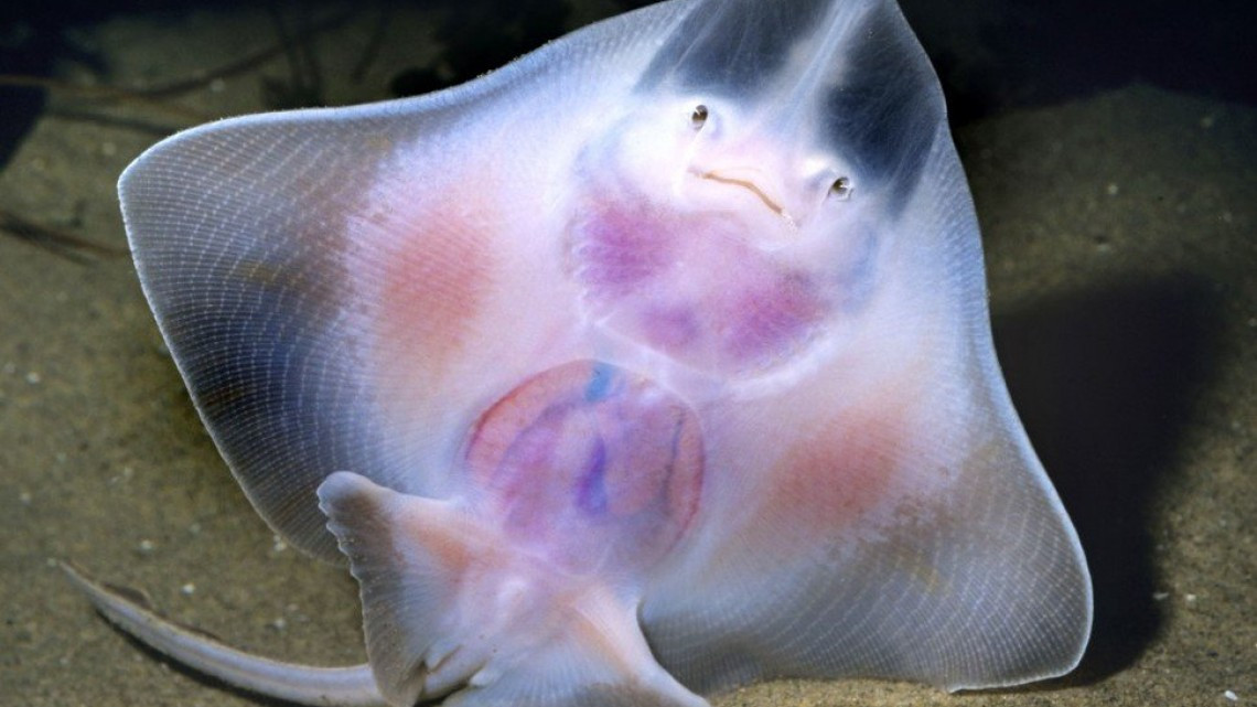 Animales transparentes que parecen fantásticos pero no lo son