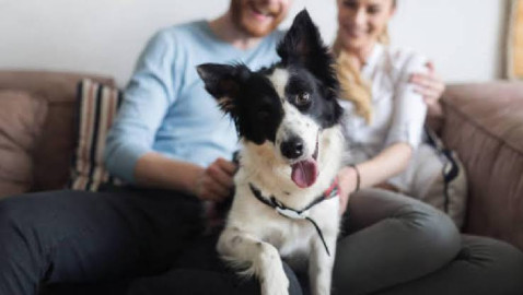 ¡Ya es ley! Custodia compartida para mascotas en divorcios en CDMX 