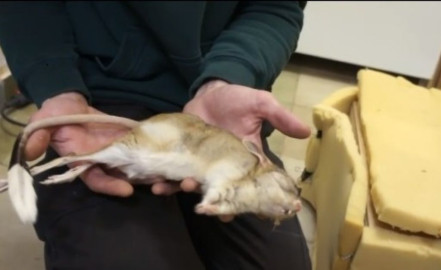 Animales duermen dura te el invierno en refrigeradores