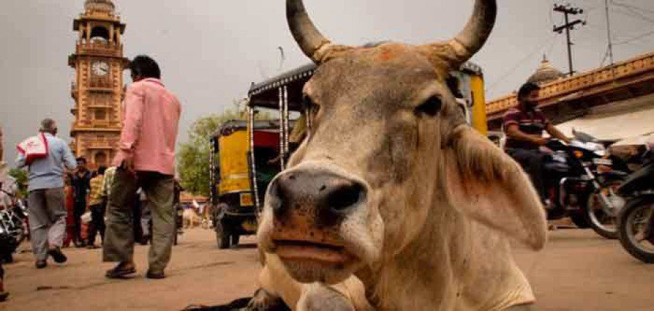 Asesinan a musulman por llevar a pastar vacas en la India