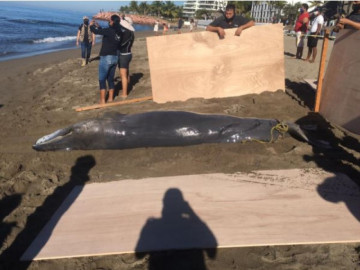 Hallan a dos crías de ballena en costa de Puerto Vallarta