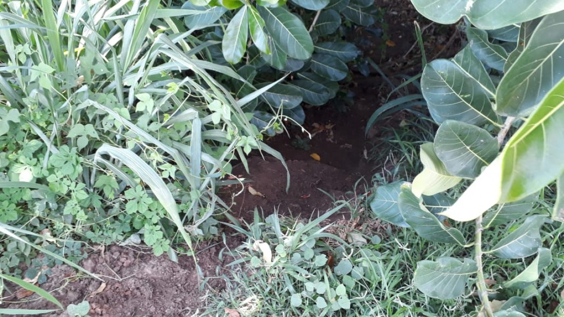 Promueven el cuidado al medio ambiente y la sustentabilidad.