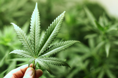 Costa Rica da luz verde al cannabis medicinal