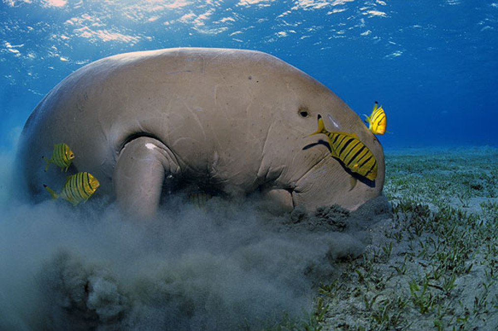 Se declara el dugongo como funcionalmente extinto 