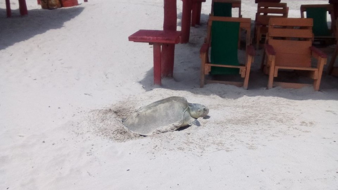 Continúa el arribo de tortugas Lora a playa Miramar
