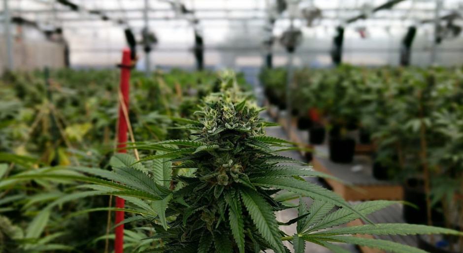 En lo general Senado aprueba la despenalización del uso adulto de la marihuana