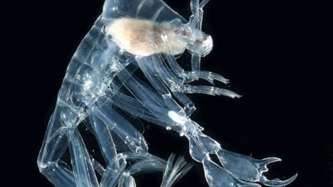 Animales transparentes que parecen fantásticos pero no lo son