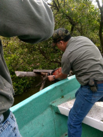 PROFEPA detecta uso ilegal de mangle en Laguna del Carpintero