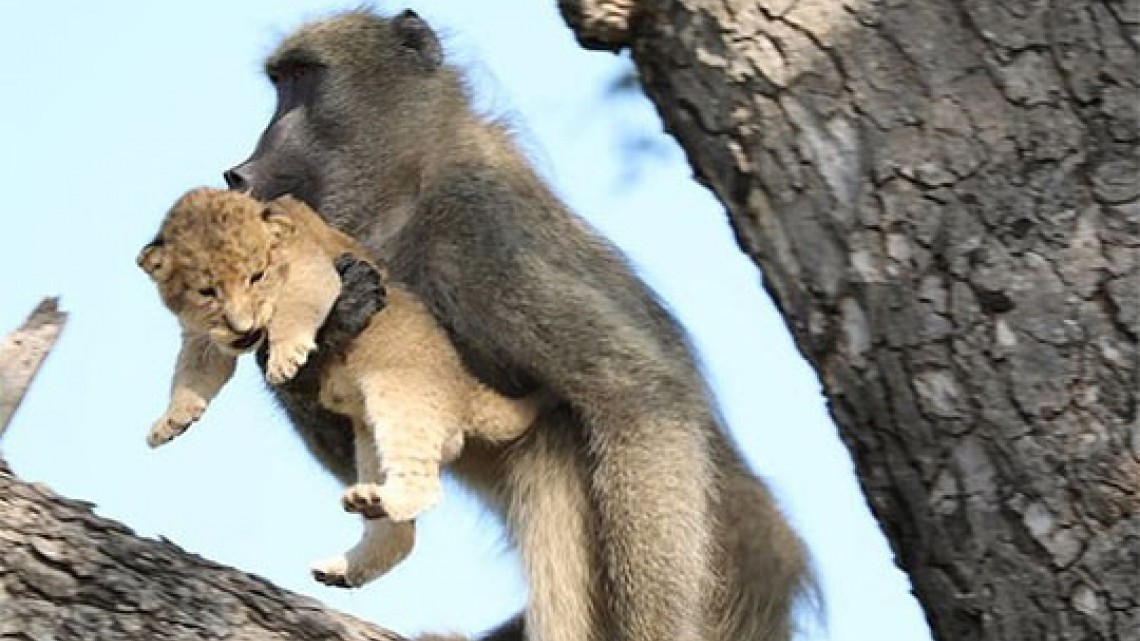 Babuino y cachorro de león son fotografiados en el Parque Nacional Kruger