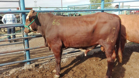 Apoya Gobierno tamaulipeco a ganaderos 