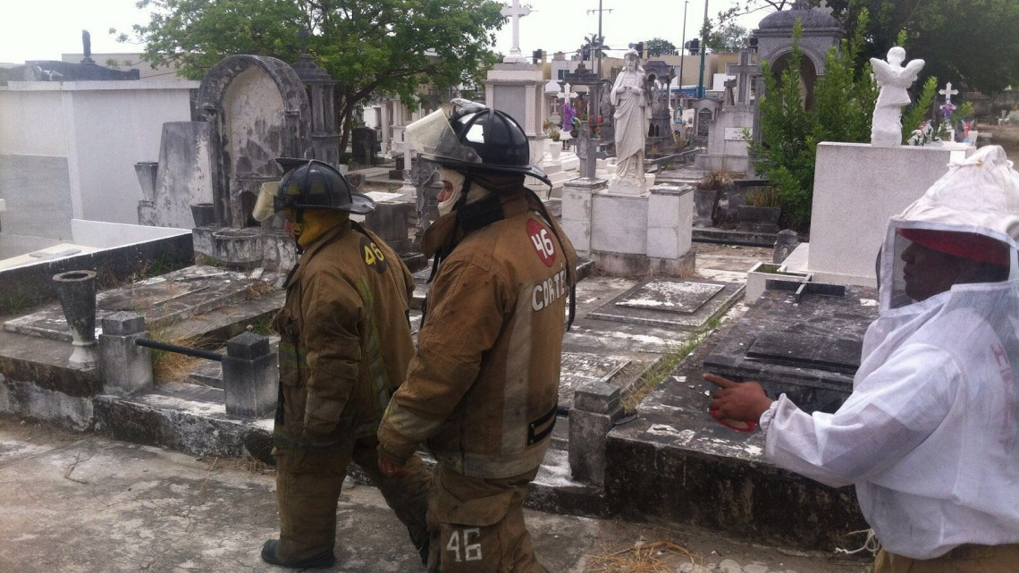 Abejas africanizadas causan pánico en panteón privado