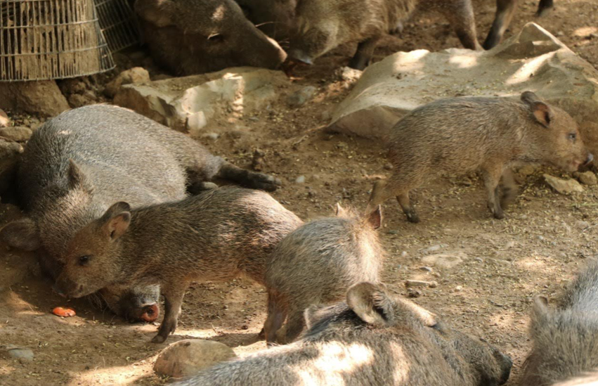 Comisión de Parques y Biodiversidad registra 17 nacimientos durante esta cuarentena