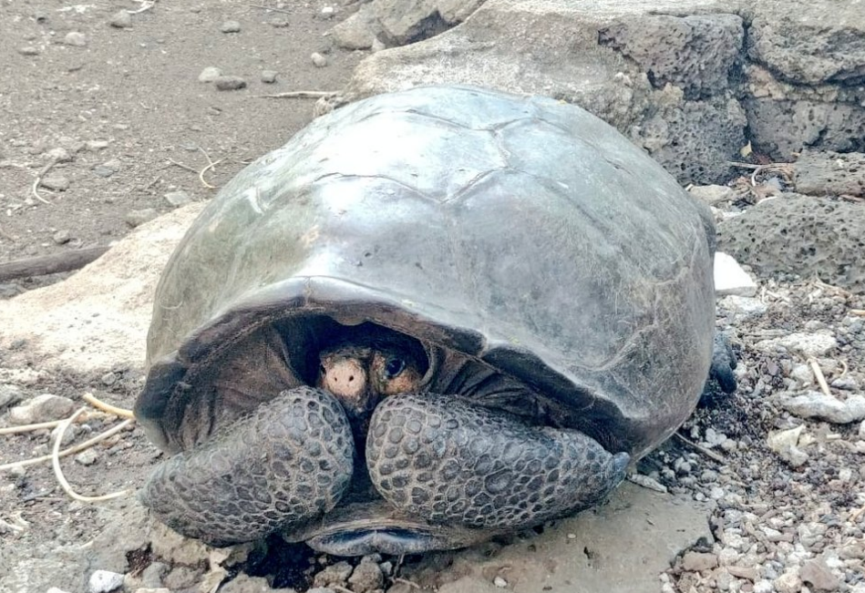Hallan espécimen de tortuga que creían extinta hace cien años