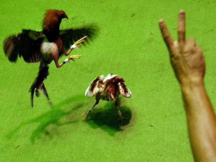 Puerto Rico anuncia continuidad para las peleas de gallos