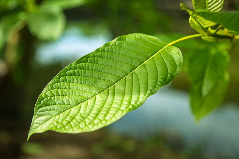 Tailandia autoriza el consumo de la droga kratom