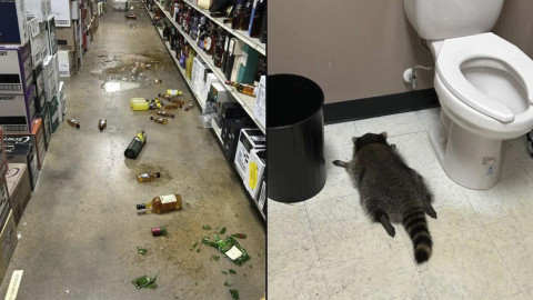 ¡Se paso de copas! Mapache es encontrado “borracho” dentro de una licorería  