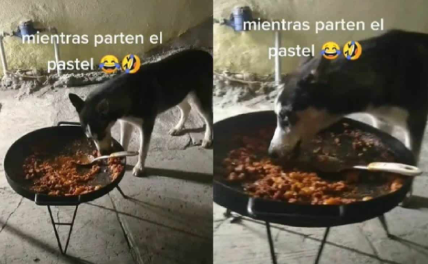 Perrito aprovecha la distracción de sus dueños para comerse la discada