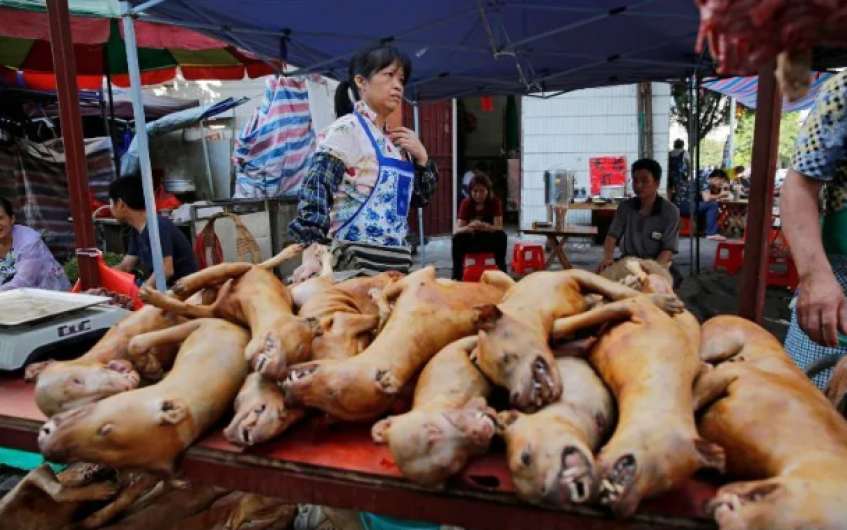 Shenzhen prohíbe consumo humano de perros y gatos