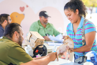 Mascotas sanas en Reynosa con programa veterinario del Alcalde Carlos Peña Ortiz
