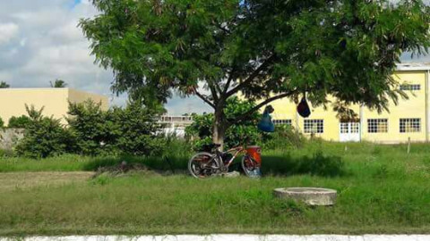 Abejas africanizadas atacan a trabajadores municipales