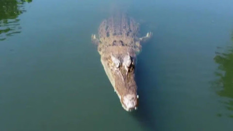 Cocodrilo salta del agua y destruye un dron