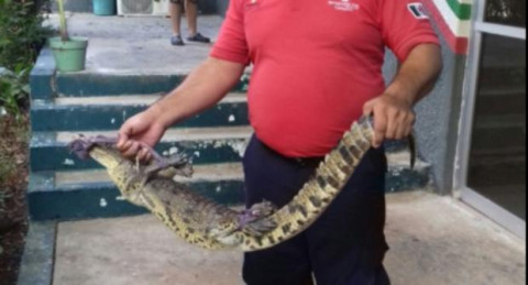 Captura Profepa un cocodrilo en casa de Villahermosa