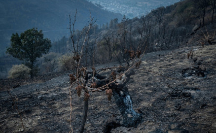 Italia sufre más de 30 mil incendios forestales en el último mes