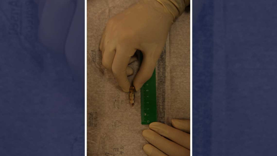 ¡Basta de teorías!, esclarecen muerte de Hitler