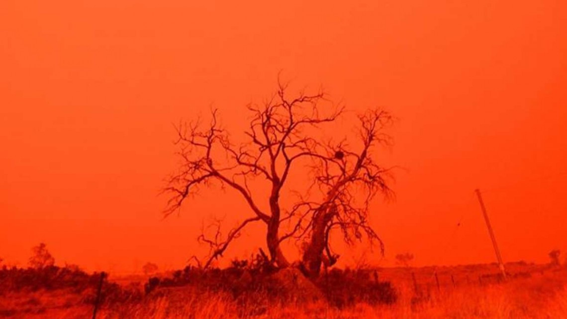 Al menos un 1.000 millón de animales muertos por incendios en Australia