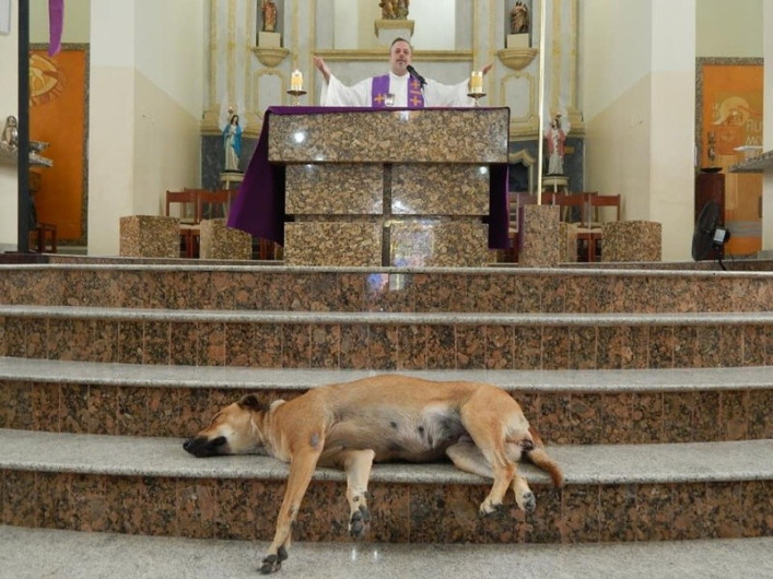 Sacerdote de Brasil rescata y adopta perritos de la calle