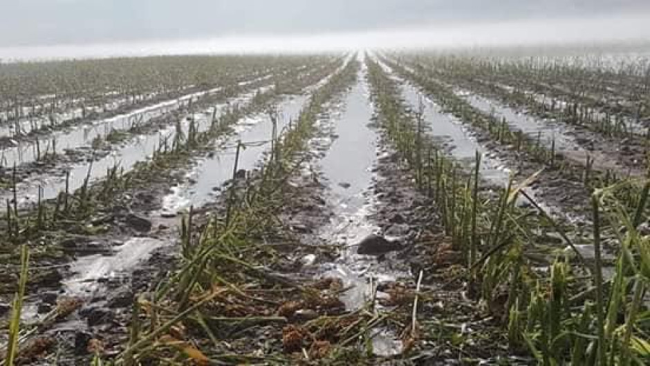 Tras granizada en Gonzalez Villarreal evalúan daños al campo