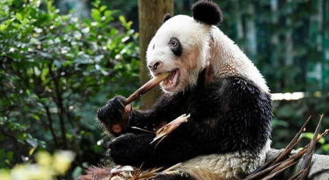Fallece XinXing, el panda más longevo del mundo