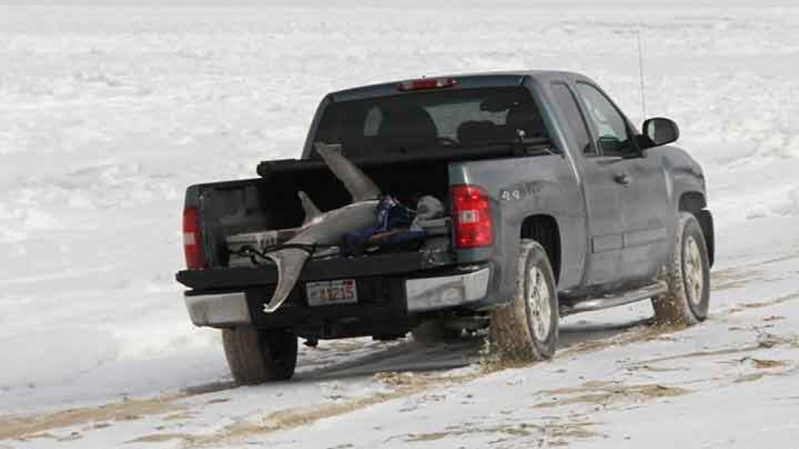 Tiburones mueren congelados en EU por frío
