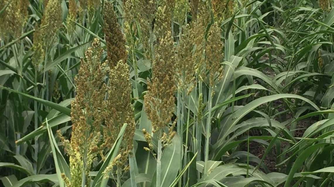 Agricultores piden se considere zona de desastre por falta de lluvias