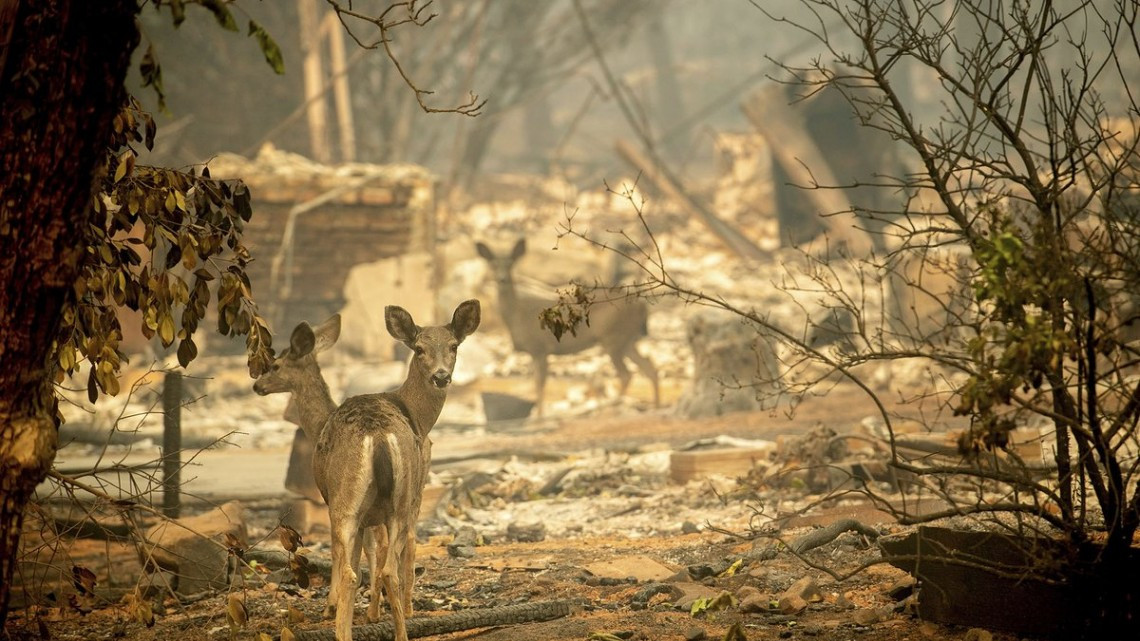 Las otras víctimas de los incendios en California