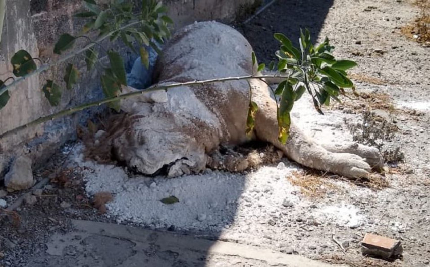 Encuentran cadáver de león africano en calles de Iztapalapa