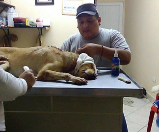 Facultarán a AC's para actuar  contra maltrato animal