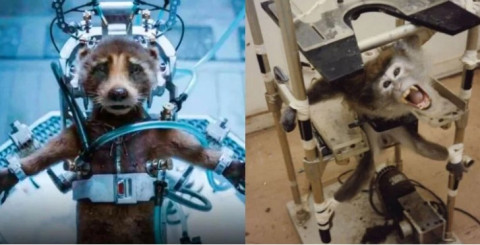 PETA premia a James Gunn por mensaje de "Guardianes de la Galaxia Vol.3"