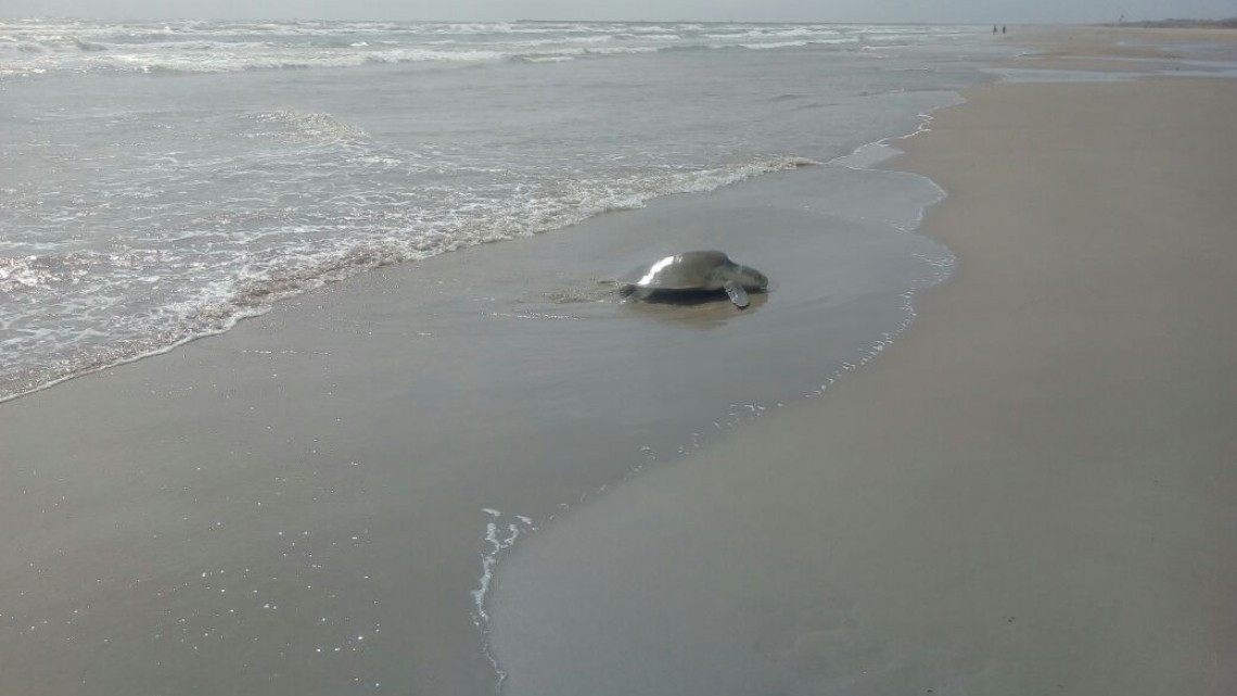 Continúa el arribo de tortugas Lora a playa Miramar